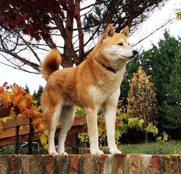 Shiba Inu fajtiszta jelleg ingyen elvihet