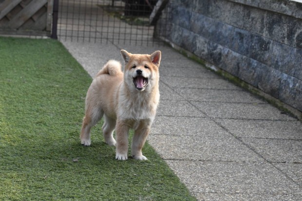 Shiba Inu kisfi gazdijt keresi, imdnival, nyugodt plss maci