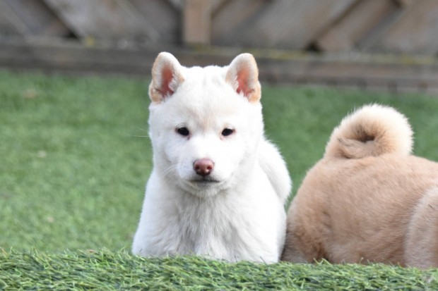 Shiba Inu kisfi gazdijt keresi, jtkos, cuki, szp kis pofi