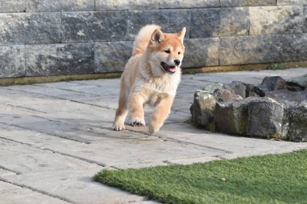 Shiba Inu kisfi keresi gazdijt