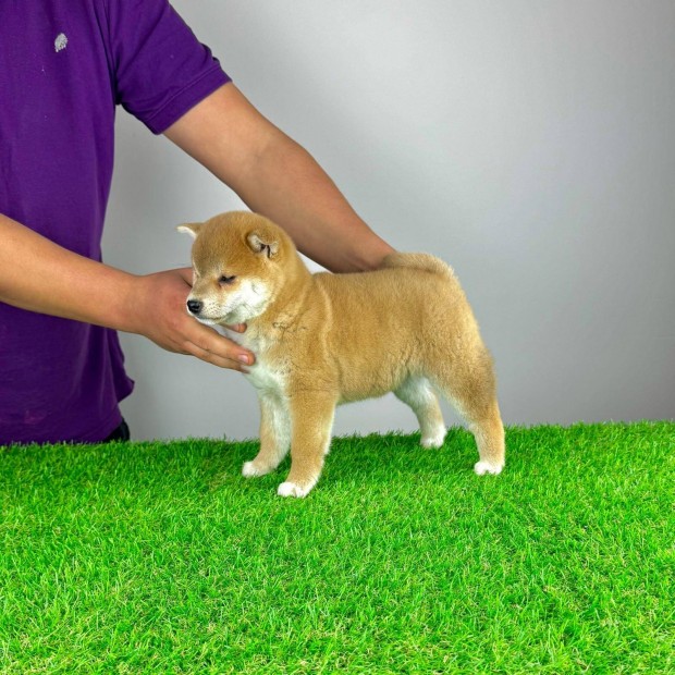 Shiba Inu kiskutya