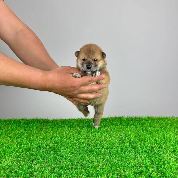 Shiba Inu kiskutyák törzskönyvvel