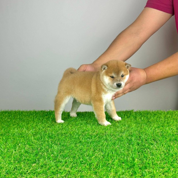 Shiba Inu kiskutyk trzsknyvvel