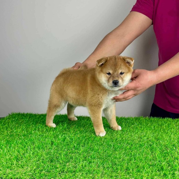 Shiba Inu kiskutyusok