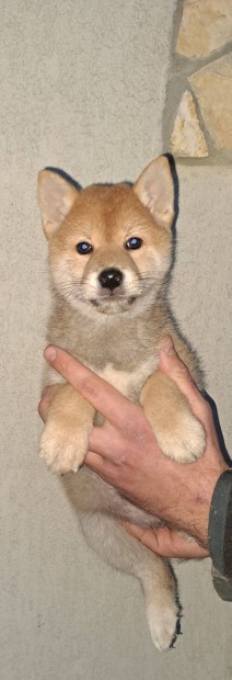 Shiba Inu vrs kisfi!