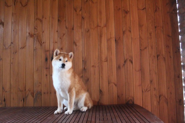 Shiba Kan Kiskutya Eladó