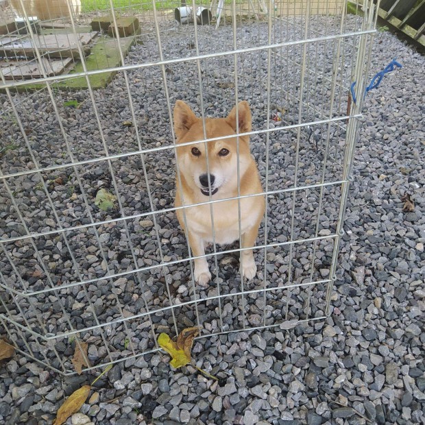 Shiba inu 4 vestrzsknyves lny kutya elad !