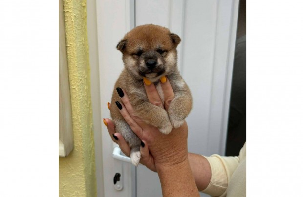 Shiba inu csods kislny gazdijt vrja Puppy