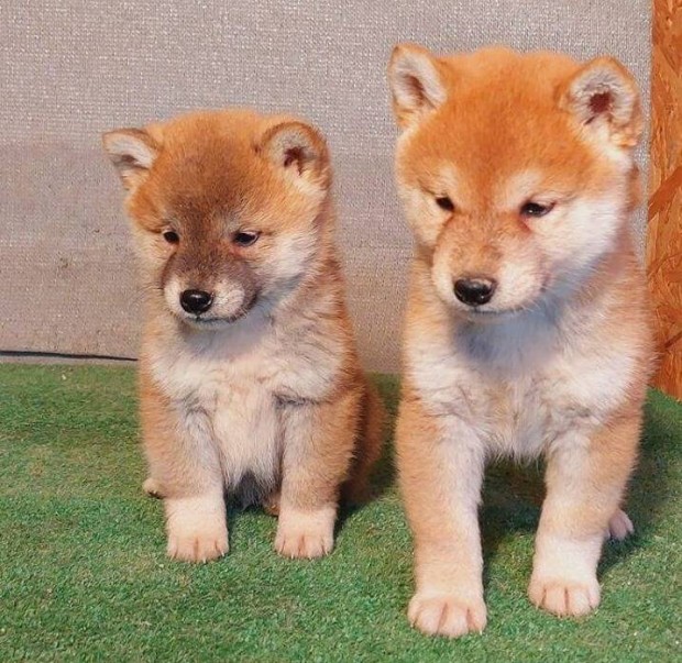 Shiba inu fajtatiszta jelleg, kan klykk eladak!