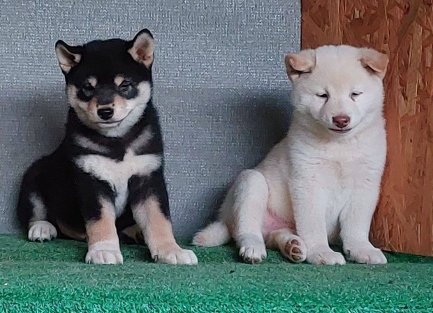 Shiba inu fajtatiszta jelleg, szuka, fehr, s black&taan kan, Elad