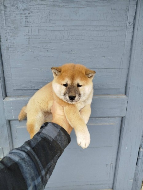 Shiba inu fajtatiszta jelleg kiskutyk ,klykkutyk eladk!