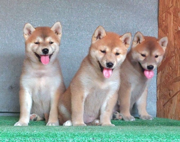 Shiba inu fajtatiszta jelleg szuka klykk Eladak!