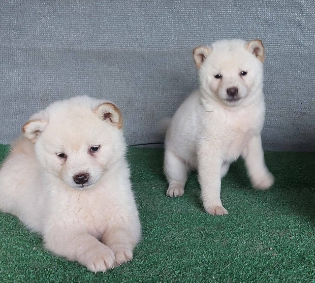 Shiba inu fajtatiszta jelleg szuka klyk Eladak!