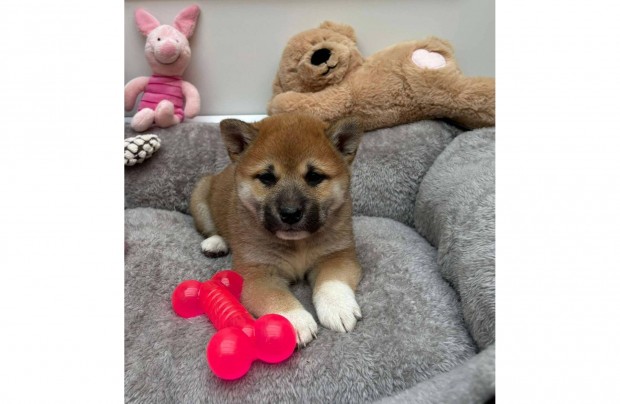 Shiba inu fi gazdijt vrja