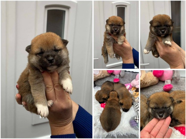 Shiba inu fi kiskutyk gazdijaikat keresik Szlltsban segtek