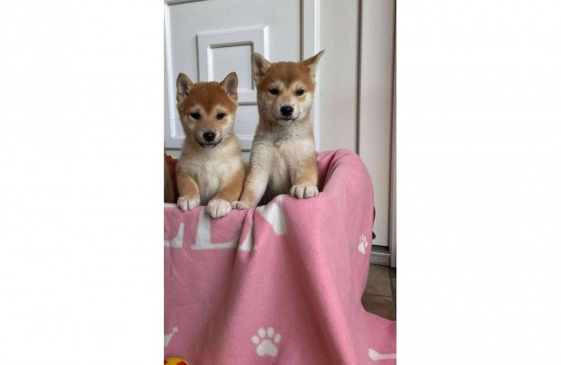 Shiba inu fi kiskutyk gazdijaikat keresik kutyusok