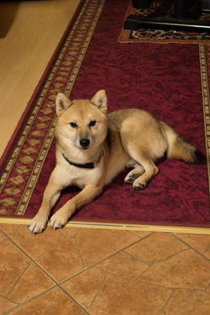 Shiba inu jelleg kutyq rkbefogadhat