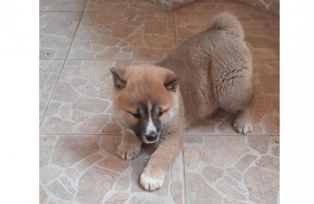 Shiba inu kan