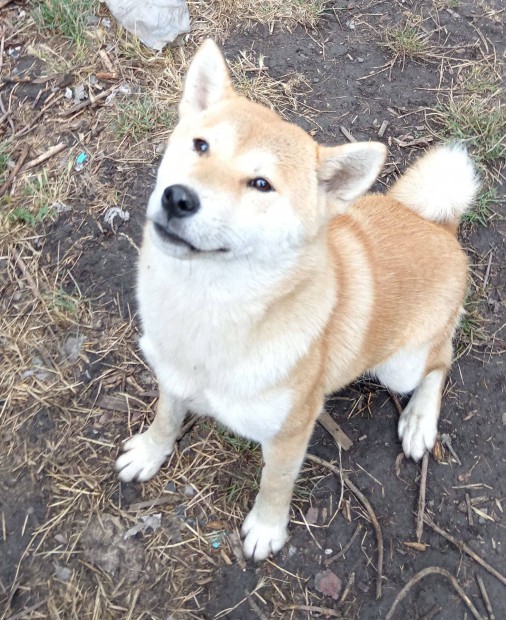 Shiba inu kan elad