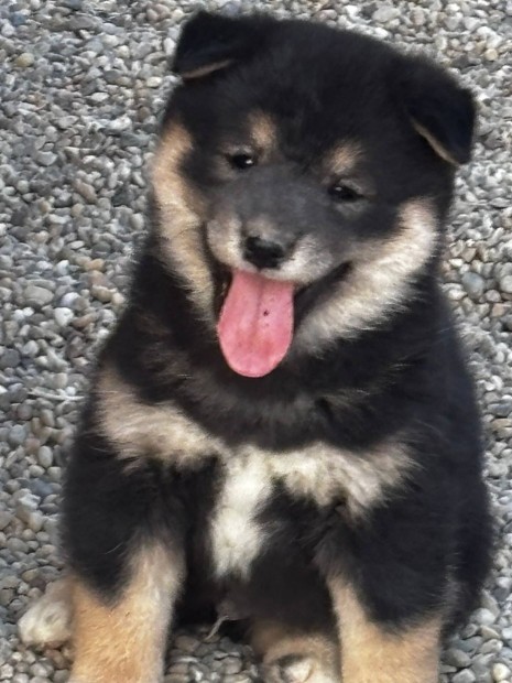 Shiba inu kan kutyus