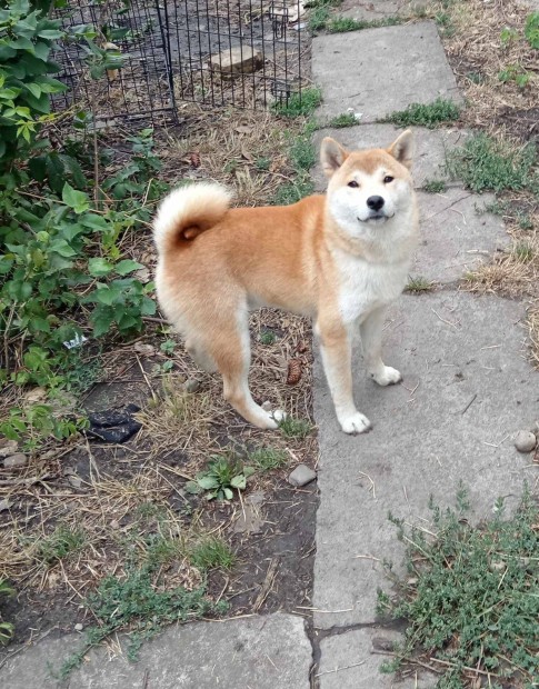 Shiba inu kanok eladk