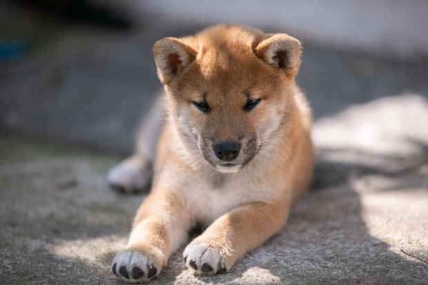 Shiba inu kisfiú, exkluzív vérvonallal keresi új otthonát