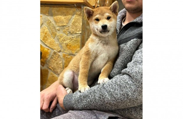 Shiba inu kisfi gazdijt vrja csods okos kiryfi