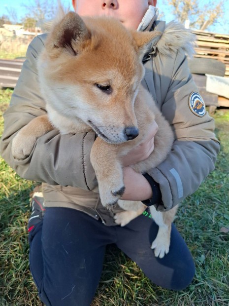 Shiba inu kisfi ingyen elvihet