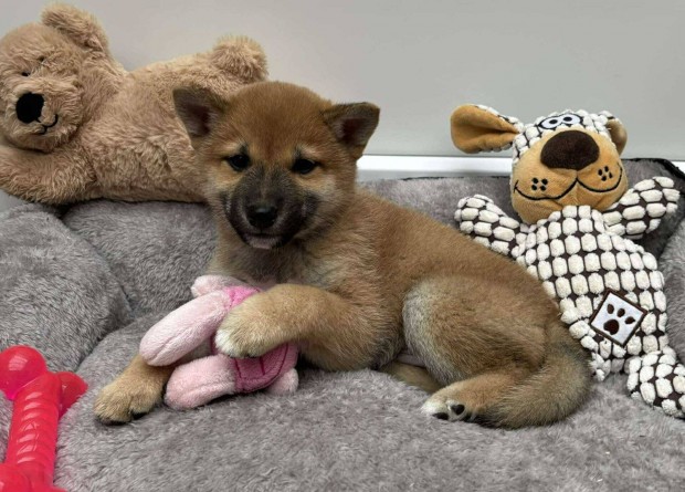 Shiba inu kisfi kiskutya gazdijt vrja Szlltsban segteni tudunk