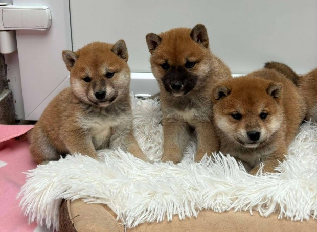 Shiba inu kisfik s kislny babck foglalzhatak