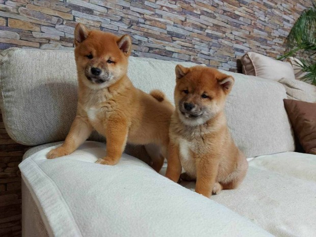 Shiba inu kiskutya