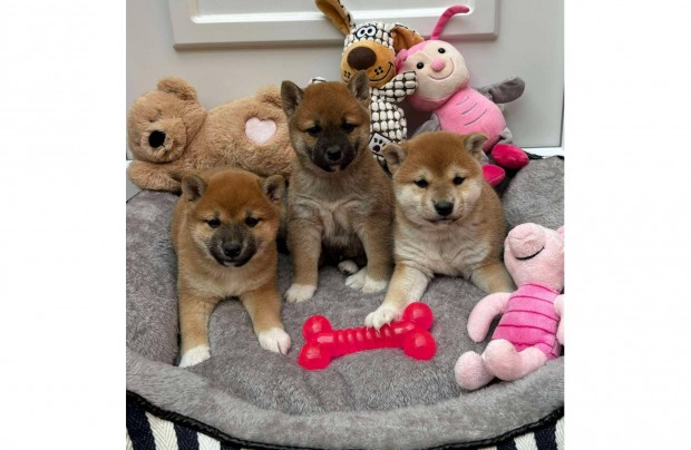 Shiba inu kiskutyk gazdisodnnak fi s lnyok Szlltsban segtek