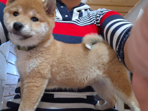 Shiba inu kislny