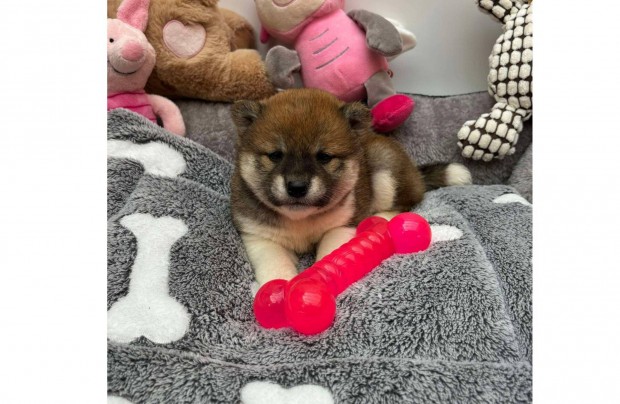 Shiba inu kislny gazdijt vrja kiskutya