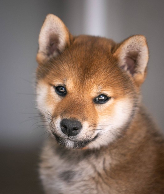 Shiba inu kislány keresi szerető családját