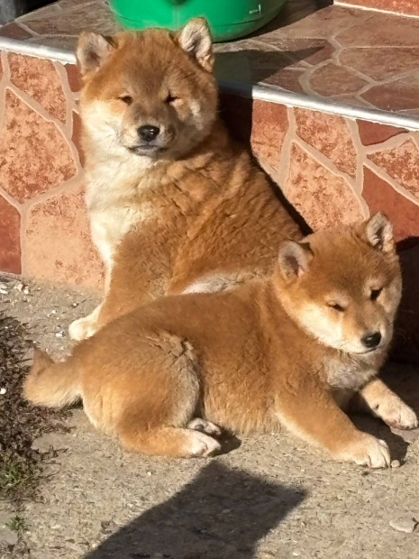 Shiba inu klyk