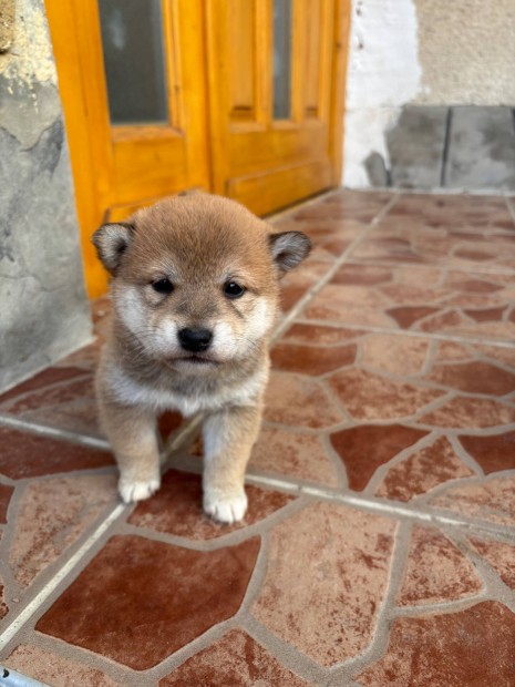 Shiba inu klyk kutyusok