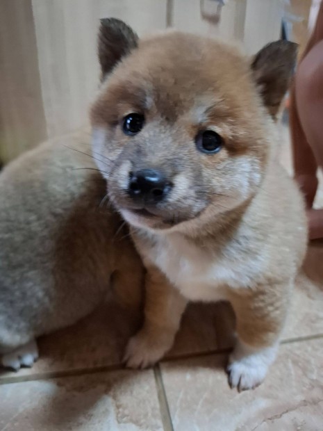 Shiba inu lnyok