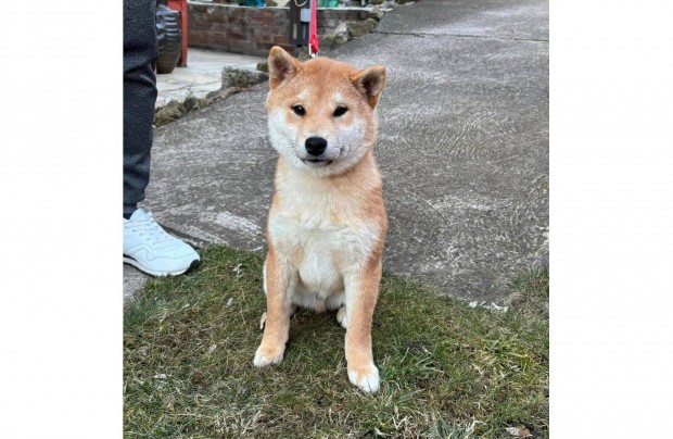 Shiba inu növendék fiú gazdisodna Veszettség oltással