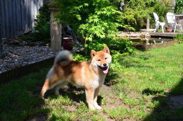 Shiba inu trzsknyvezve