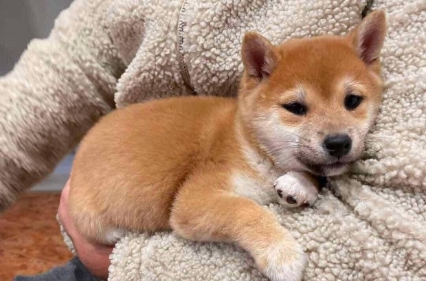 Shiba inu vrs fi kiskutya gazdijt vrja