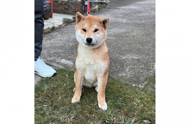 Shiba inu vrs kisfi gazdijt vrja Veszettsg oltssal