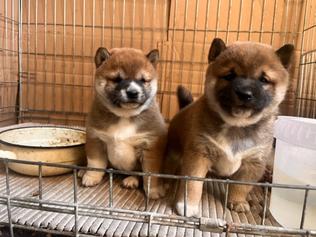 Shiba inuk rkbefogadhatak