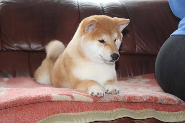 Shiba kan kiskutya elad