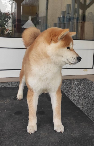 Shiba kan kiskutya elad