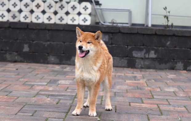 Shiba kisfi trzsknyvvel