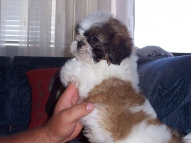 Shih-Tzu fi kuytus gazdt keres