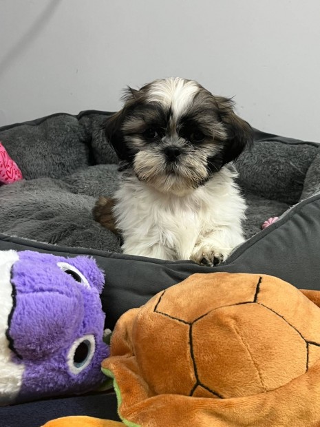 Shih-tzu kiskutyk ( Shih tzu, Sicu, Si cu)