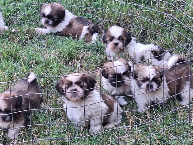Shih-tzu si-cu