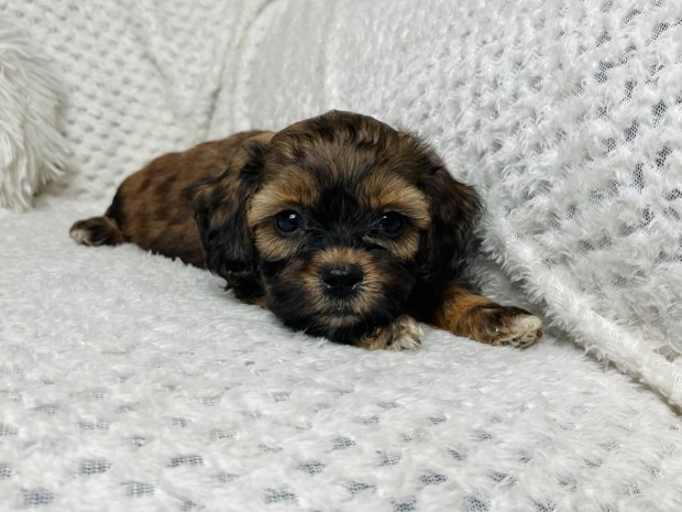 Shihpoo kiskutyk ( Trpe uszkr s Shih-tzu szlk )